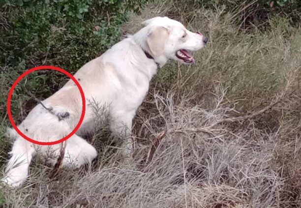 Ερυθρές Αττικής: Έσωσαν σκύλο που βρέθηκε  παγιδευμένος σε συρμάτινη θηλιά κυνηγού (βίντεο)