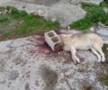 Εύοσμος Θεσσαλονίκης: Αδέσποτος σκύλος δολοφονημένος με πολτοποιημένο κεφάλι από τσιμεντόλιθο