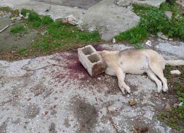 Εύοσμος Θεσσαλονίκης: Αδέσποτος σκύλος δολοφονημένος με πολτοποιημένο κεφάλι από τσιμεντόλιθο