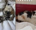 Βέροια Ημαθίας: Έσωσαν τη γάτα που κόλλησε σε κόλλα ποντικοπαγίδας