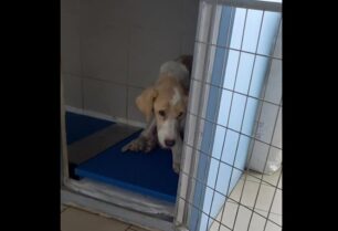Αναζητούν σπιτικό για σκυλίτσα που βρέθηκε γεμάτη καρκίνο στη Γαβρολίμνη Αιτωλοακαρνανίας