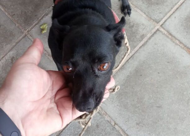 Γεράνι Χανίων: Βρήκαν τον σκύλο ζωντανό στην αγκαλιά της νεκρής γυναίκας που τον φρόντιζε