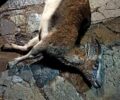 Χανιά: Κυνηγοί σκότωσαν Κρι – Κρι εντός του Εθνικού Δρυμού Λευκών Ορέων (Σαμαριάς)
