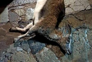 Χανιά: Κυνηγοί σκότωσαν Κρι – Κρι εντός του Εθνικού Δρυμού Λευκών Ορέων (Σαμαριάς)