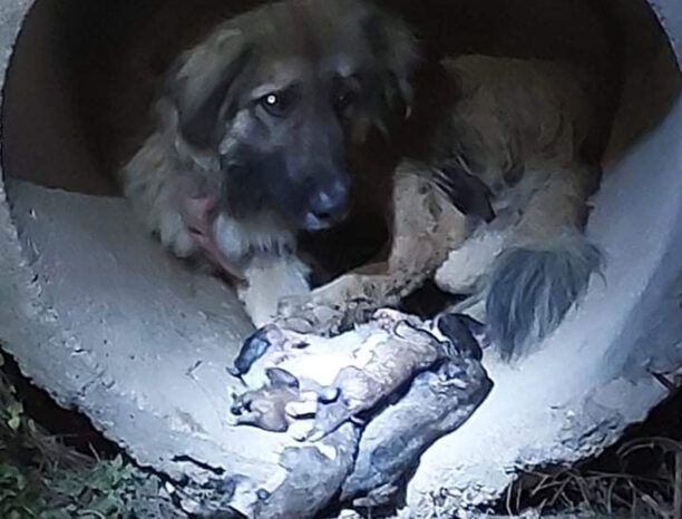 Κρήνες Κορινθίας: 8 κουτάβια νεκρά μέσα σε χωράφι με άλλα σκυλιά απολύτως εκτεθειμένα στις καιρικές συνθήκες