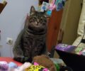 Βρέθηκε-Χάθηκε θηλυκή γάτα στο Χαλάνδρι Αττικής
