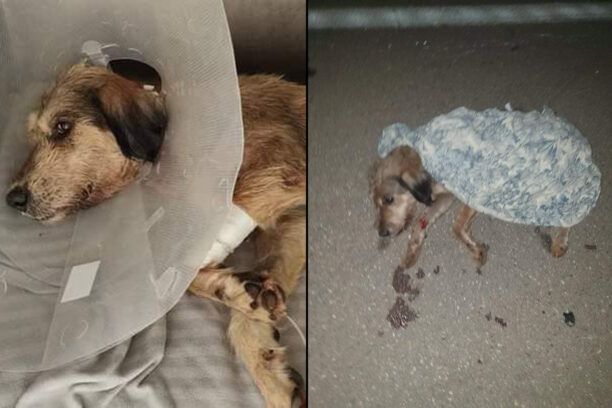 Έκκληση για να καλυφθούν έξοδα νοσηλείας σκύλου που βρέθηκε πυροβολημένος κοντά στον Ο.Σ.Μ.Α.Ε.Σ. Φθιώτιδας