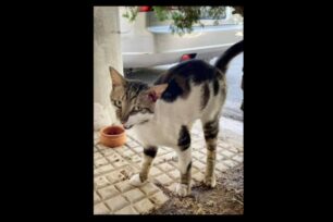 Χάθηκε γάτα στην οδό Πάρνηθος στις Αχαρνές Αττικής