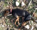 Συνελήφθη ζευγάρι ηλικιωμένων για την εκτέλεση τριών σκυλιών με καραμπίνα στα Πηγάδια Αιτωλοακαρνανίας