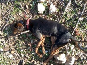 Συνελήφθη ζευγάρι ηλικιωμένων για την εκτέλεση τριών σκυλιών με καραμπίνα στα Πηγάδια Αιτωλοακαρνανίας