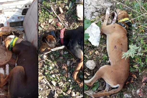Πηγάδια Αιτωλοακαρνανίας: Συνελήφθη άνδρας που εκτέλεσε τρία σκυλιά με κυνηγετικό όπλο