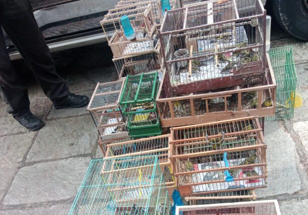 Πέραμα Αττικής: Κατασχέθηκαν εκατοντάδες πουλιά που πουλοπιάστες πουλούσαν στο παζάρι στον Σχιστό (βίντεο)