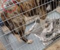 Έσωσαν σκύλο που παγιδεύτηκε σε συρμάτινη θηλιά κυνηγού στη Ραχιά (Ράχη) Ημαθίας (βίντεο)