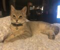 Βρέθηκε γκρι αρσενική γάτα στη Ροδόπολη Αττικής