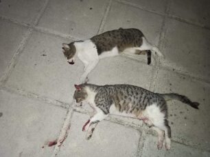 Γάτες δολοφονημένες με φόλες στις Σέρρες