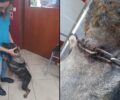 Σκόπελος: Βασάνιζε σκύλο αφήνοντας την αλυσίδα να μπει στον λαιμό του ζώου