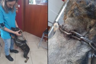 Σκόπελος: Βασάνιζε σκύλο αφήνοντας την αλυσίδα να μπει στον λαιμό του ζώου