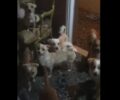 53 σκυλιά στοιβαγμένα σε διαμέρισμα στην Πάτρα από παράνομη εκτροφέα – Έκκληση για φιλοξενίες (βίντεο)