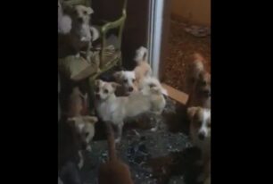 53 σκυλιά στοιβαγμένα σε διαμέρισμα στην Πάτρα από παράνομη εκτροφέα – Έκκληση για φιλοξενίες (βίντεο)