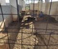 Καταγγέλλουν κακοποίηση και εγκλεισμό αδέσποτων σκυλιών από τον Δήμο Σκύρου