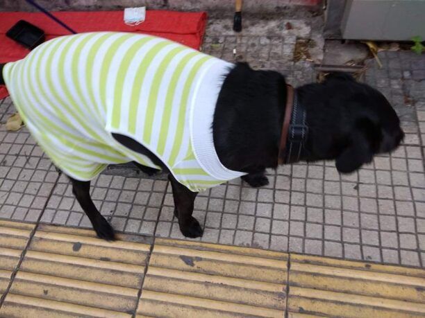 Αθήνα: Αναζητούν την 11χρονη σκυλίτσα – σύντροφο του Ιρανού άστεγου