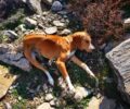Χανιά: Σκύλος πυροβολημένος στο κεφάλι εντοπίστηκε σε ορεινή περιοχή του Ομαλού