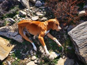 Χανιά: Σκύλος πυροβολημένος στο κεφάλι εντοπίστηκε σε ορεινή περιοχή του Ομαλού