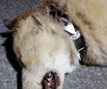 Χρώμιο Κοζάνης: Βρήκαν σκύλο νεκρό-πυροβολημένο και ακόμα έναν ξεκοιλιασμένο από άνθρωπο