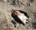 Ηράκλειο Κρήτης: Ακόμα ένας σπάνιος Χρυσαετός δολοφονημένος από κυνηγό