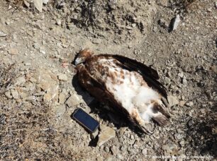 Ηράκλειο Κρήτης: Ακόμα ένας σπάνιος Χρυσαετός δολοφονημένος από κυνηγό