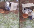 Ζάκυνθος: Έδεσε σκύλο και τον εγκατάλειψε μαζί με 4 κουτάβια
