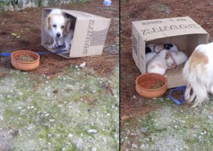 Ζάκυνθος: Έδεσε σκύλο και τον εγκατάλειψε μαζί με 4 κουτάβια