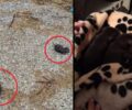 Βρήκαν δύο νεογέννητα κουτάβια πεταμένα σε παραλία στο Αίγιο Αχαΐας (βίντεο)