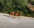 Αλιβέρι Εύβοιας: Αναζητούν σκύλο που περιφέρεται σκελετωμένος με φίμωτρο
