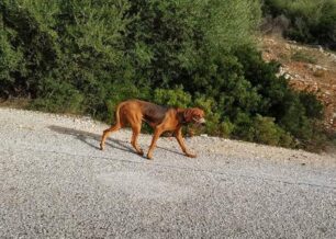 Αλιβέρι Εύβοιας: Αναζητούν σκύλο που περιφέρεται σκελετωμένος με φίμωτρο