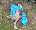 Βρήκαν σκύλο με δεμένα πόδια - στόμα μέσα σε πλαστικές σακούλες πεταμένο στην Άνω Περαία Θεσσαλονίκης