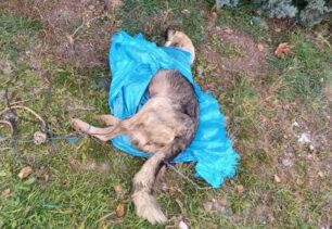 Βρήκαν σκύλο με δεμένα πόδια - στόμα μέσα σε πλαστικές σακούλες πεταμένο στην Άνω Περαία Θεσσαλονίκης