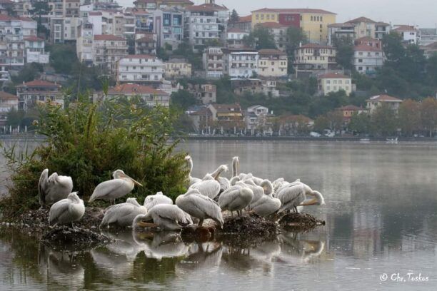 Ορνιθολογική: Σε πτώση οι πληθυσμοί υδρόβιων πουλιών και στην Ελλάδα