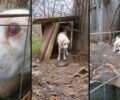 Άρτα: Κακοποιεί συστηματικά τον σκύλο του και οι αρχές του δίνουν όσο χρόνο χρειάζεται ώστε ο βίος του ζώου να παραμένει αβίωτος (βίντεο)