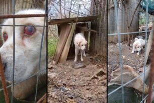 10-5-2022 η δίκη μάνας & γιού που θανάτωσαν με τη βοήθεια κτηνιάτρου σκύλο τον οποίο επί χρόνια κακοποιούσαν στην Άρτα (βίντεο)