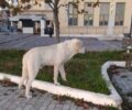 Αναζητούν σκύλο που σώθηκε από φόλα στο Αχλάδι και επανεντάχθηκε στο Αυλάκι Φθιώτιδας (βίντεο)