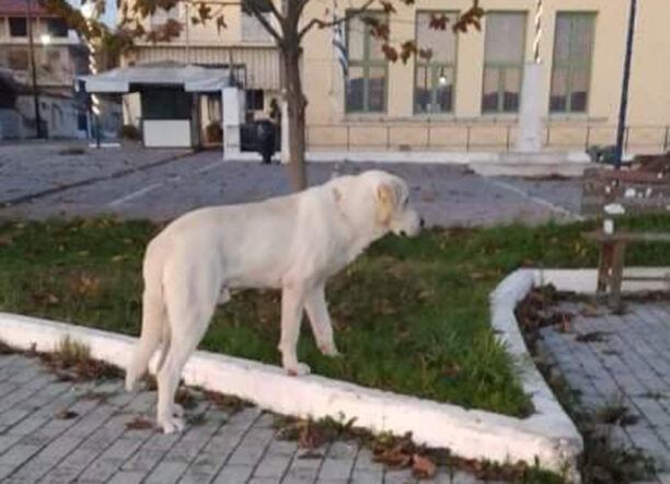 Αναζητούν σκύλο που σώθηκε από φόλα στο Αχλάδι και επανεντάχθηκε στο Αυλάκι Φθιώτιδας (βίντεο)
