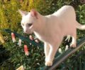 Χάθηκε άσπρη αρσενική στειρωμένη γάτα στον Γέρακα Αττικής
