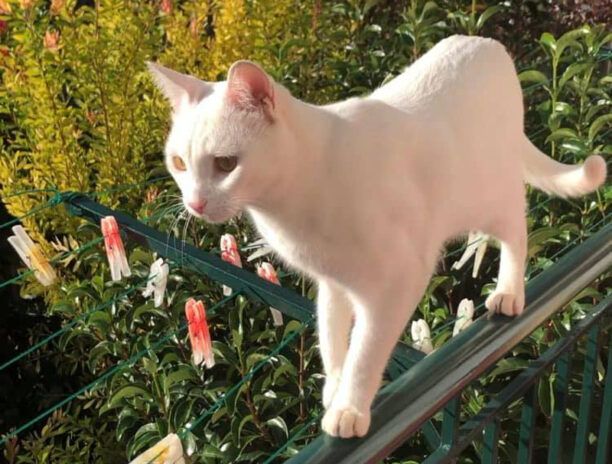 Χάθηκε άσπρη αρσενική στειρωμένη γάτα στον Γέρακα Αττικής
