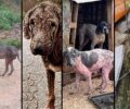 Δεκάδες σκυλιά άρρωστα & έγκλειστα υπό την ευθύνη του Δήμου Ζηρού στη Φιλιππιάδα Πρέβεζας – Κατατέθηκε καταγγελία