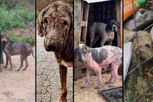 Δεκάδες σκυλιά άρρωστα & έγκλειστα υπό την ευθύνη του Δήμου Ζηρού στη Φιλιππιάδα Πρέβεζας – Κατατέθηκε καταγγελία
