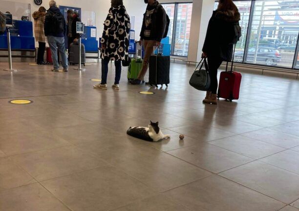 Ποιος θα υιοθετήσει τη γατούλα - μασκότ του αεροδρομίου Ιωαννίνων; (Βίντεο)