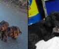 Βρήκαν υιοθεσία για τη σκυλίτσα που περιφερόταν εξαθλιωμένη στην Παραλίμνη Πέλλας