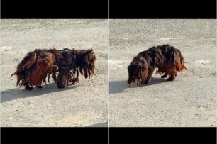 Γιαννιτσά Πέλλας: Ζητούν βοήθεια για να πιάσουν εξαθλιωμένο μικρόσωμο σκύλο