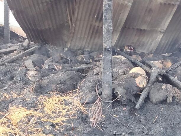 Καστοριά: 250 ζώα κάηκαν σε μαντρί στους Αμπελόκηπους (βίντεο)